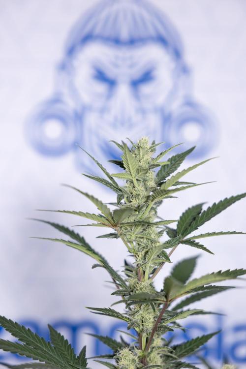 Monster Dwarf #1 Auto - Zamnesia x B&B. Week 6 - Monster Dwarf #1 - Bloom - week 7 - No Techniques