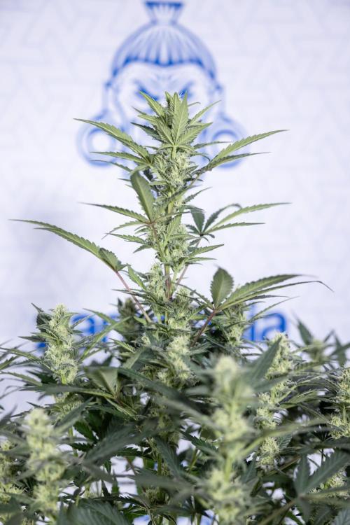 Monster Dwarf #1 Auto - Zamnesia x B&B. Week 6 - Monster Dwarf #1 - Bloom - week 7 - No Techniques