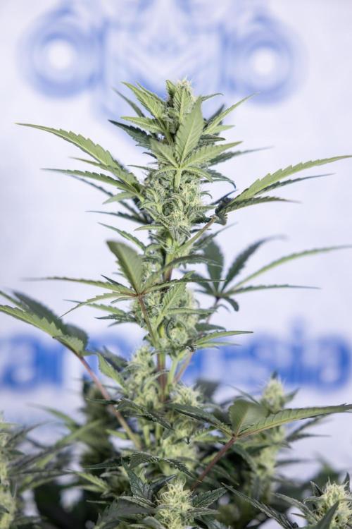 Monster Dwarf #1 Auto - Zamnesia x B&B. Week 6 - Monster Dwarf #1 - Bloom - week 7 - No Techniques