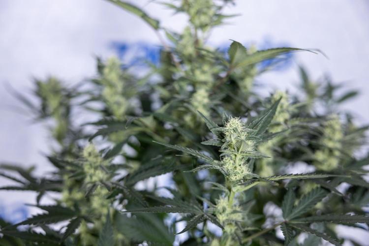 Monster Dwarf #1 Auto - Zamnesia x B&B. Week 6 - Monster Dwarf #1 - Bloom - week 7 - No Techniques