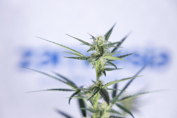 Monster Dwarf #2 Auto - Zamnesia x B&B. Week 6 - Monster Dwarf Automatic #2 - Bloom - Week 7