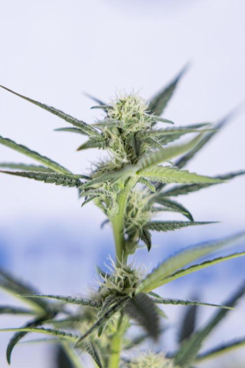 Monster Dwarf #2 Auto - Zamnesia x B&B. Week 6 - Monster Dwarf Automatic #2 - Bloom - Week 7