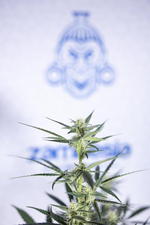 Monster Dwarf #2 Auto - Zamnesia x B&B. Week 6 - Monster Dwarf Automatic #2 - Bloom - Week 7