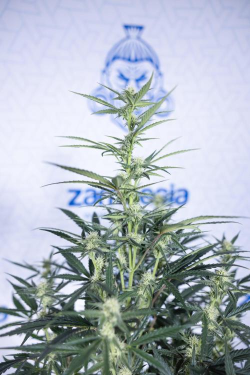 Monster Dwarf #2 Auto - Zamnesia x B&B. Week 6 - Monster Dwarf Automatic #2 - Bloom - Week 7