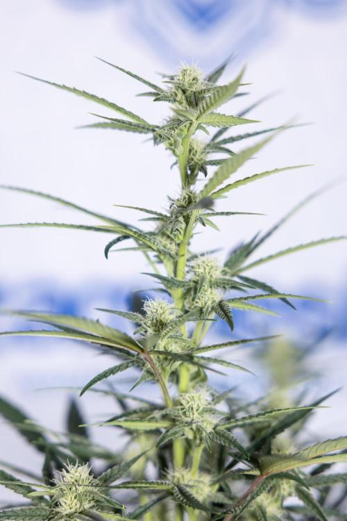 Monster Dwarf #2 Auto - Zamnesia x B&B. Week 6 - Monster Dwarf Automatic #2 - Bloom - Week 7