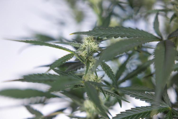 Monster Dwarf #2 Auto - Zamnesia x B&B. Week 6 - Monster Dwarf Automatic #2 - Bloom - Week 7