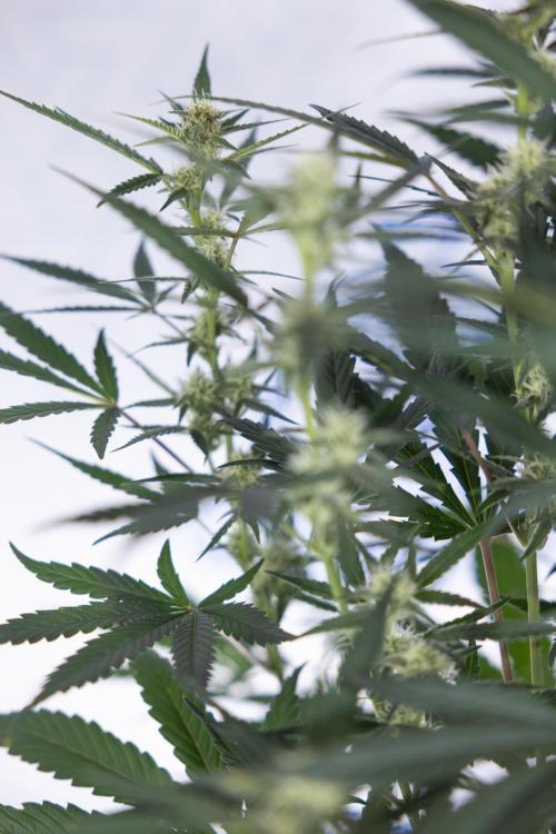 Monster Dwarf #2 Auto - Zamnesia x B&B. Week 6 - Monster Dwarf Automatic #2 - Bloom - Week 7