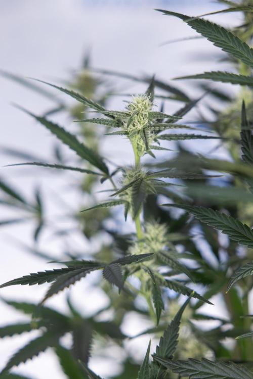 Monster Dwarf #2 Auto - Zamnesia x B&B. Week 6 - Monster Dwarf Automatic #2 - Bloom - Week 7