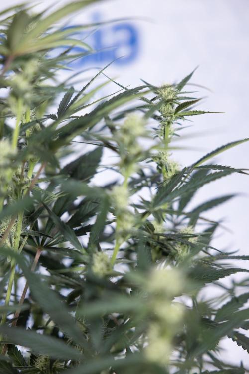 Monster Dwarf #2 Auto - Zamnesia x B&B. Week 6 - Monster Dwarf Automatic #2 - Bloom - Week 7