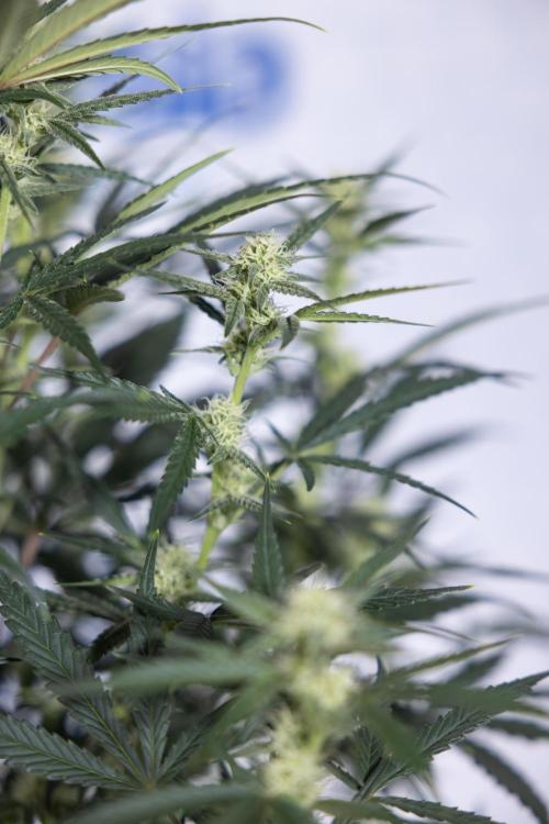 Monster Dwarf #2 Auto - Zamnesia x B&B. Week 6 - Monster Dwarf Automatic #2 - Bloom - Week 7