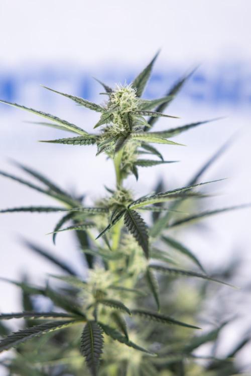 Monster Dwarf #2 Auto - Zamnesia x B&B. Week 6 - Monster Dwarf Automatic #2 - Bloom - Week 7