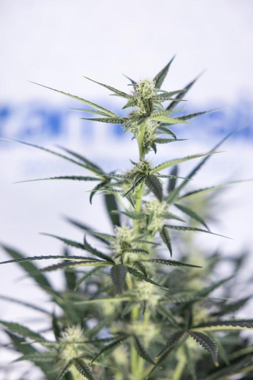 Monster Dwarf #2 Auto - Zamnesia x B&B. Week 6 - Monster Dwarf Automatic #2 - Bloom - Week 7