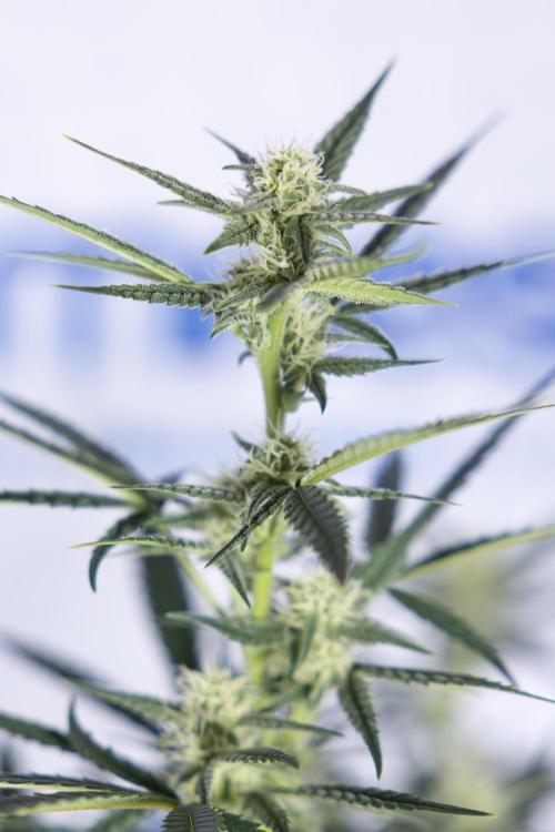 Monster Dwarf #2 Auto - Zamnesia x B&B. Week 6 - Monster Dwarf Automatic #2 - Bloom - Week 7