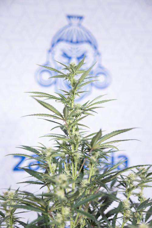 Monster Dwarf #2 Auto - Zamnesia x B&B. Week 6 - Monster Dwarf Automatic #2 - Bloom - Week 7