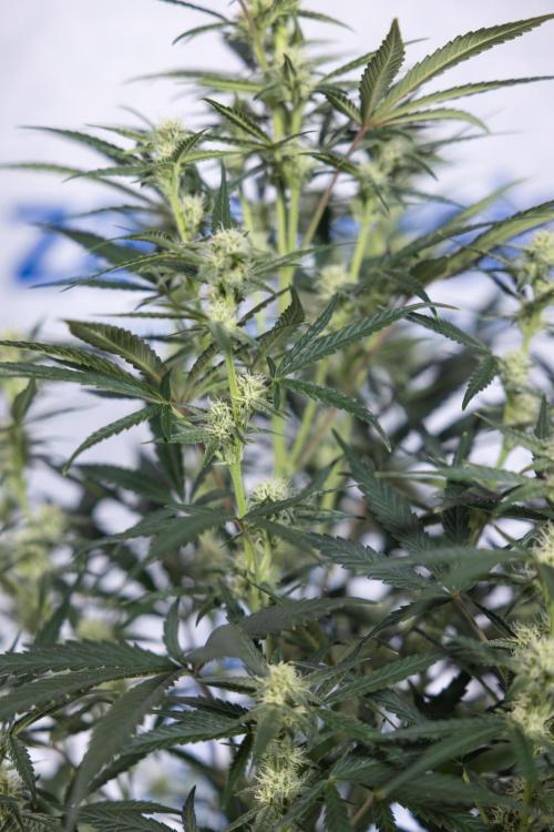 Monster Dwarf #2 Auto - Zamnesia x B&B. Week 6 - Monster Dwarf Automatic #2 - Bloom - Week 7