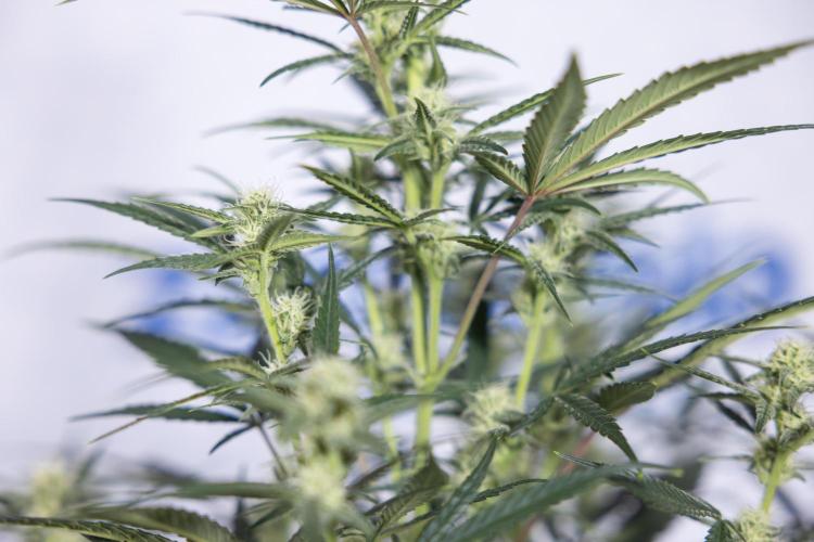 Monster Dwarf #2 Auto - Zamnesia x B&B. Week 6 - Monster Dwarf Automatic #2 - Bloom - Week 7