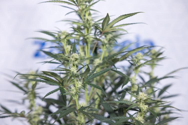 Monster Dwarf #2 Auto - Zamnesia x B&B. Week 6 - Monster Dwarf Automatic #2 - Bloom - Week 7