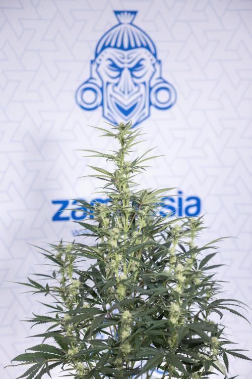 Monster Dwarf #2 Auto - Zamnesia x B&B. Week 6 - Monster Dwarf Automatic #2 - Bloom - Week 7