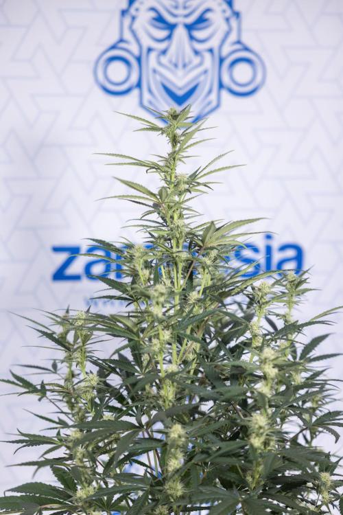 Monster Dwarf #2 Auto - Zamnesia x B&B. Week 6 - Monster Dwarf Automatic #2 - Bloom - Week 7