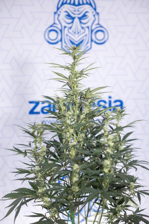 Monster Dwarf #2 Auto - Zamnesia x B&B. Week 6 - Monster Dwarf Automatic #2 - Bloom - Week 7