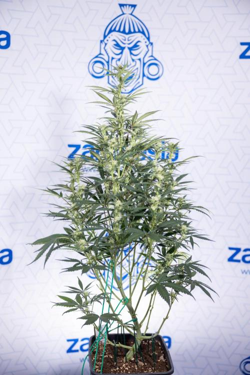 Monster Dwarf #2 Auto - Zamnesia x B&B. Week 6 - Monster Dwarf Automatic #2 - Bloom - Week 7