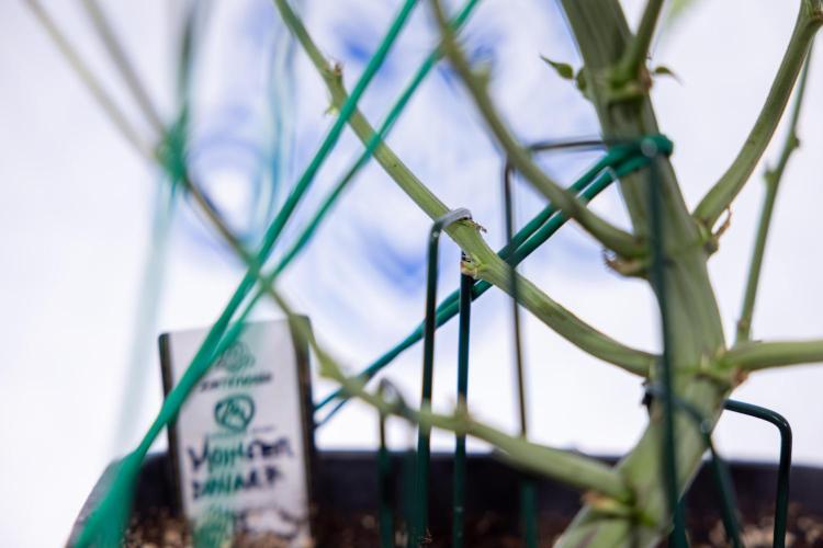 Monster Dwarf #2 Auto - Zamnesia x B&B. Week 6 - Monster Dwarf Automatic #2 - Bloom - Week 7