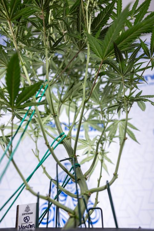 Monster Dwarf #2 Auto - Zamnesia x B&B. Week 6 - Monster Dwarf Automatic #2 - Bloom - Week 7