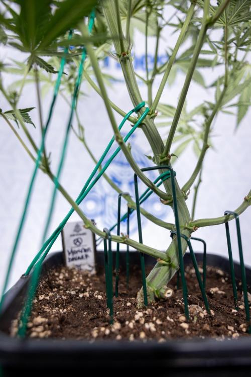 Monster Dwarf #2 Auto - Zamnesia x B&B. Week 6 - Monster Dwarf Automatic #2 - Bloom - Week 7