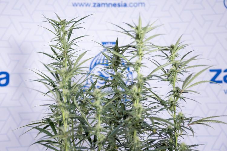 Karen Kush Auto #2 - Zamnesia x B&B. Week 6 - Karen Kush #2 - Bloom - Week 7 - LST