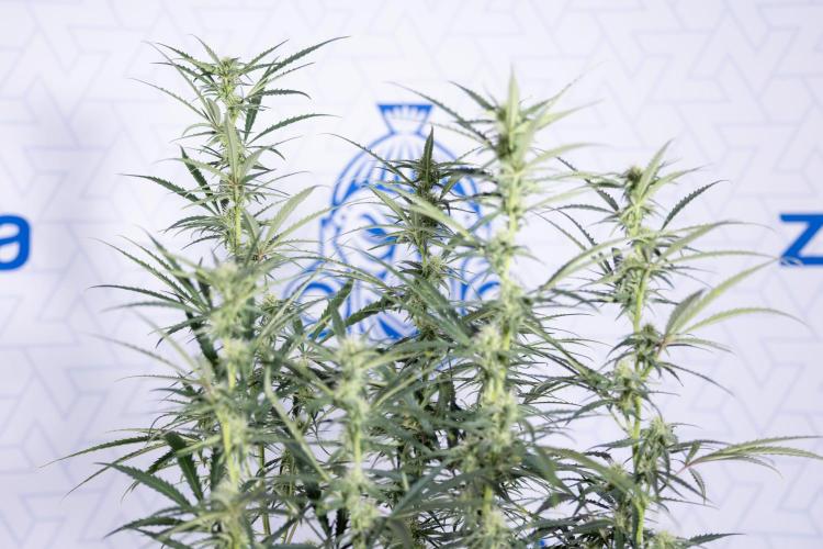 Karen Kush Auto #2 - Zamnesia x B&B. Week 6 - Karen Kush #2 - Bloom - Week 7 - LST