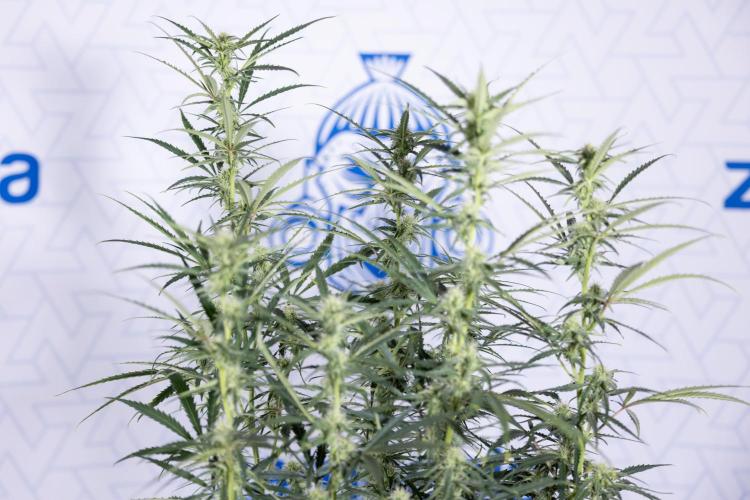 Karen Kush Auto #2 - Zamnesia x B&B. Week 6 - Karen Kush #2 - Bloom - Week 7 - LST