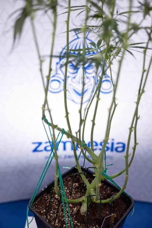 Karen Kush Auto #2 - Zamnesia x B&B. Week 6 - Karen Kush #2 - Bloom - Week 7 - LST