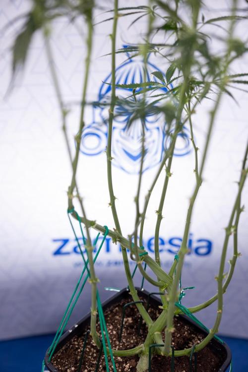 Karen Kush Auto #2 - Zamnesia x B&B. Week 6 - Karen Kush #2 - Bloom - Week 7 - LST