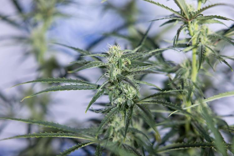 Karen Kush Auto #2 - Zamnesia x B&B. Week 6 - Karen Kush #2 - Bloom - Week 7 - LST