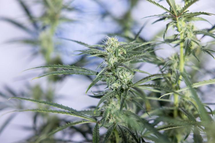 Karen Kush Auto #2 - Zamnesia x B&B. Week 6 - Karen Kush #2 - Bloom - Week 7 - LST