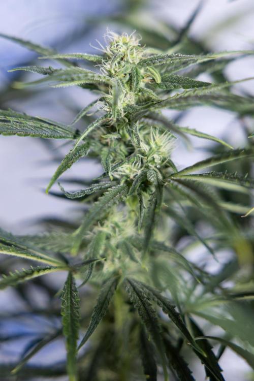 Karen Kush Auto #2 - Zamnesia x B&B. Week 6 - Karen Kush #2 - Bloom - Week 7 - LST