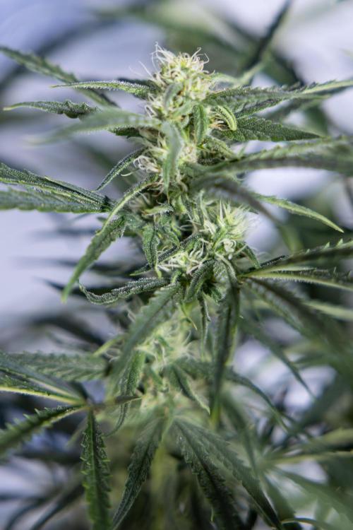 Karen Kush Auto #2 - Zamnesia x B&B. Week 6 - Karen Kush #2 - Bloom - Week 7 - LST