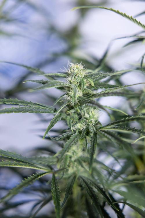 Karen Kush Auto #2 - Zamnesia x B&B. Week 6 - Karen Kush #2 - Bloom - Week 7 - LST