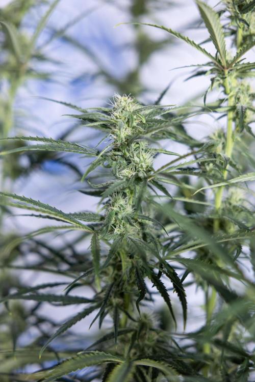 Karen Kush Auto #2 - Zamnesia x B&B. Week 6 - Karen Kush #2 - Bloom - Week 7 - LST