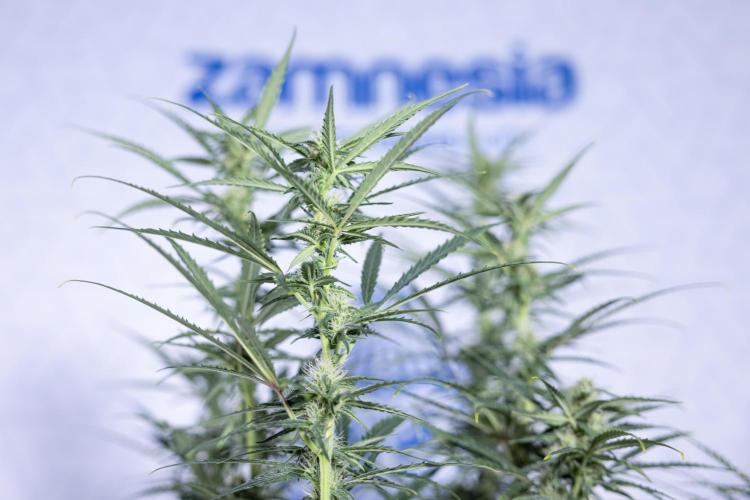 Karen Kush Auto #2 - Zamnesia x B&B. Week 6 - Karen Kush #2 - Bloom - Week 7 - LST