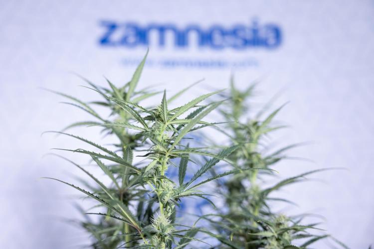 Karen Kush Auto #2 - Zamnesia x B&B. Week 6 - Karen Kush #2 - Bloom - Week 7 - LST