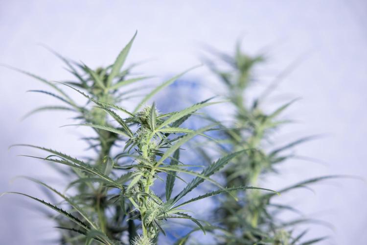 Karen Kush Auto #2 - Zamnesia x B&B. Week 6 - Karen Kush #2 - Bloom - Week 7 - LST