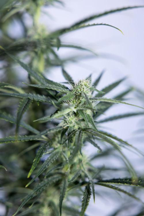 Karen Kush Auto #2 - Zamnesia x B&B. Week 6 - Karen Kush #2 - Bloom - Week 7 - LST