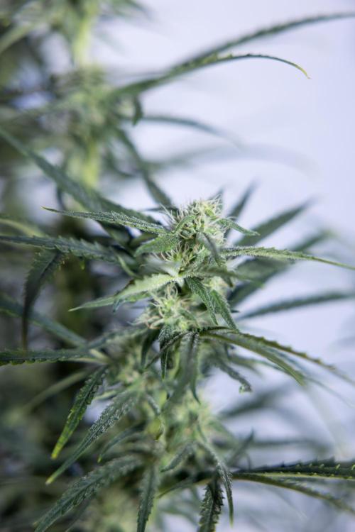 Karen Kush Auto #2 - Zamnesia x B&B. Week 6 - Karen Kush #2 - Bloom - Week 7 - LST