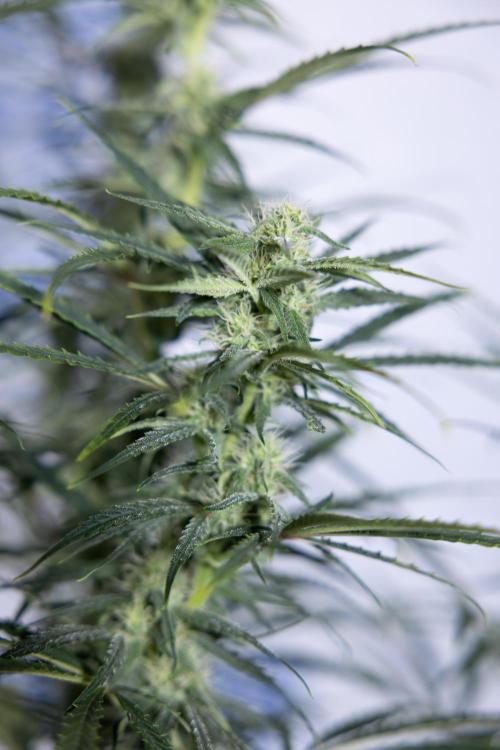 Karen Kush Auto #2 - Zamnesia x B&B. Week 6