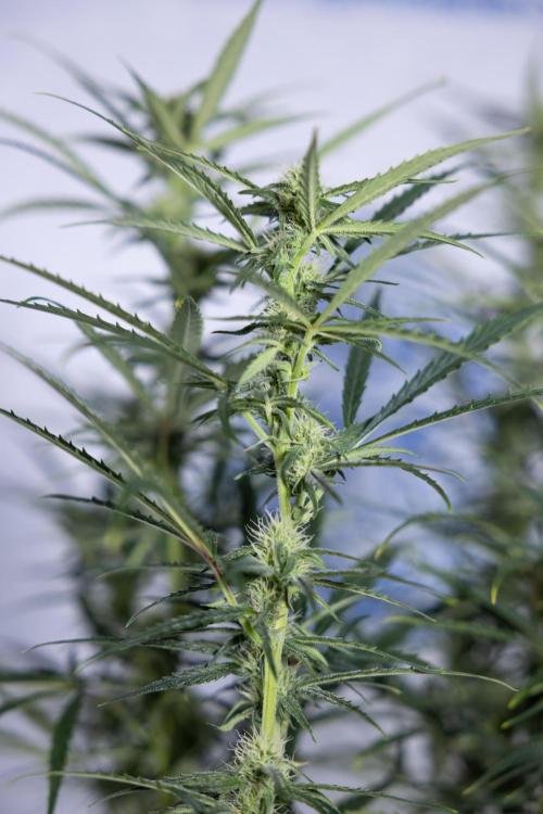 Karen Kush Auto #2 - Zamnesia x B&B. Week 6