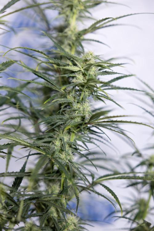 Karen Kush Auto #2 - Zamnesia x B&B. Week 6