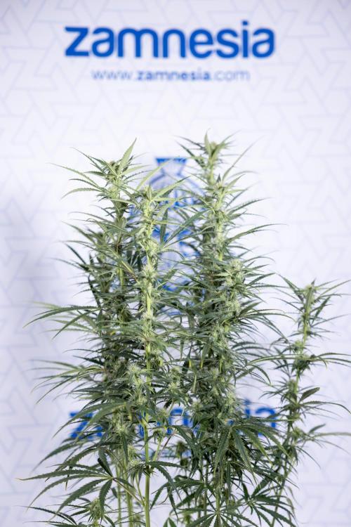 Karen Kush Auto #2 - Zamnesia x B&B. Week 6