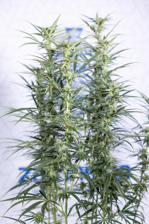 Karen Kush Auto #2 - Zamnesia x B&B. Week 6