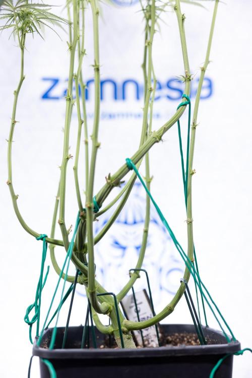 Karen Kush Auto #2 - Zamnesia x B&B. Week 6